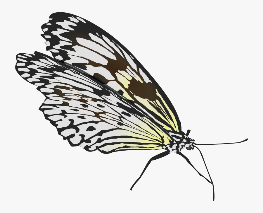 Butterfly - Fold Wings Butterfly, Transparent Clipart