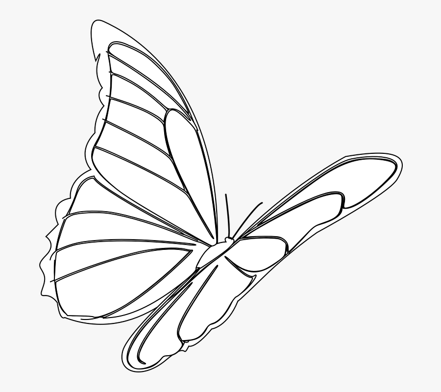 Butterfly, Flying, Insect, Monarch, Bug, Outline - Ảnh Vẽ Bướm Bay, Transparent Clipart