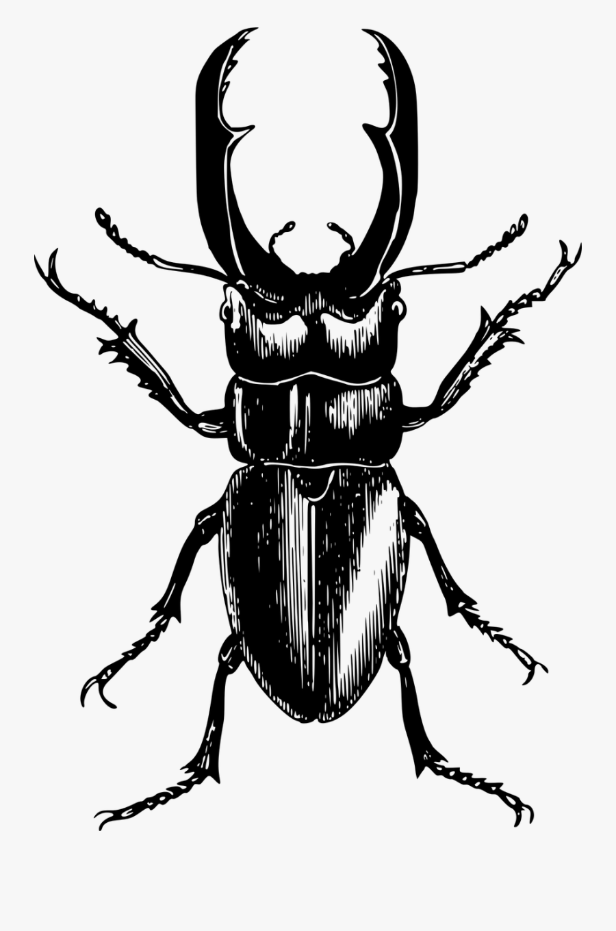 Fly,monochrome Photography,rhinoceros Beetle - Beetle Clipart Black And White Png, Transparent Clipart