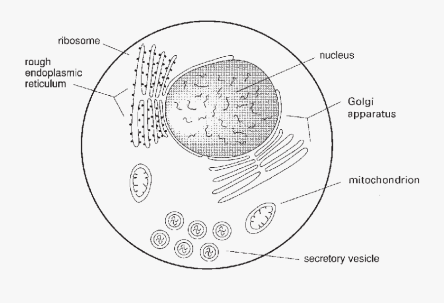 Cell Drawing Nucleus For Free Download - Sketch Diagram Of Ribosome ...