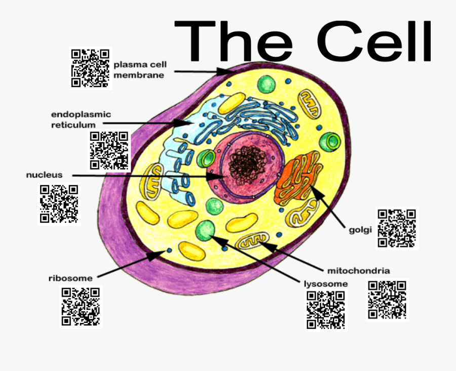 Qr Codes For Education - Typical Animal Cell Parts, Transparent Clipart