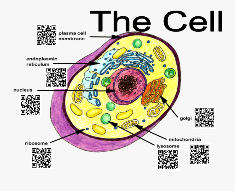 Qr Codes For Education - Typical Animal Cell Parts , Free Transparent ...