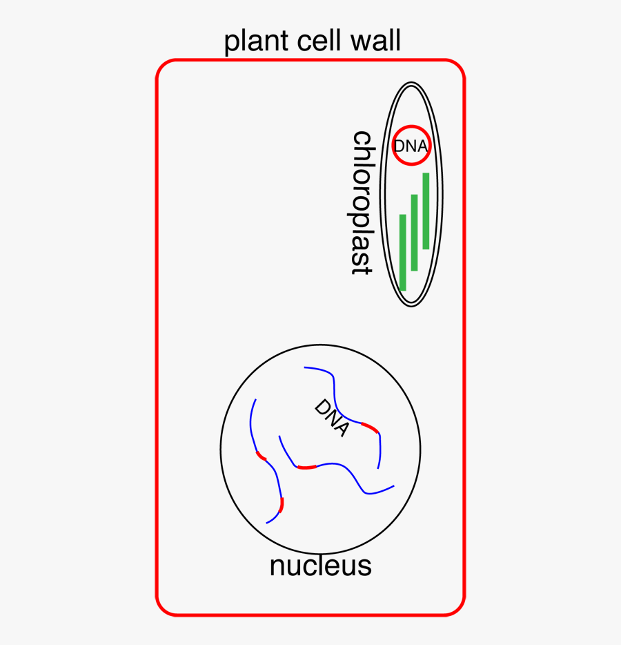 Transparent Chloroplast Png, Transparent Clipart