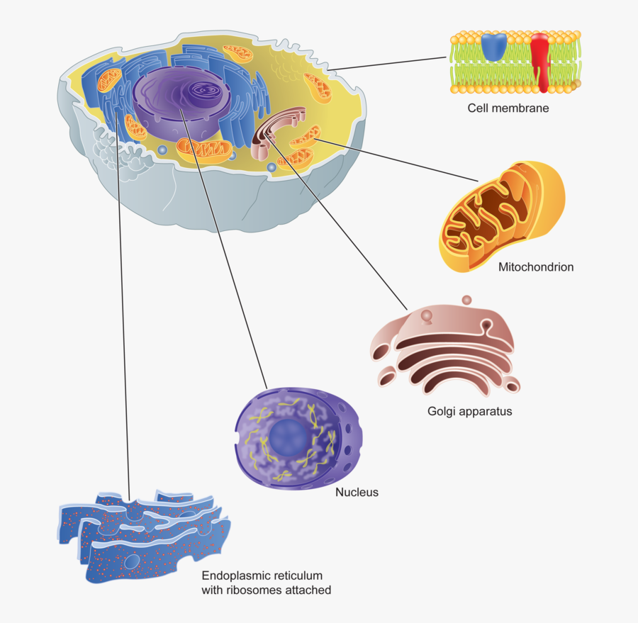 Clipart Freeuse Stock Cell Parts And Their, Transparent Clipart