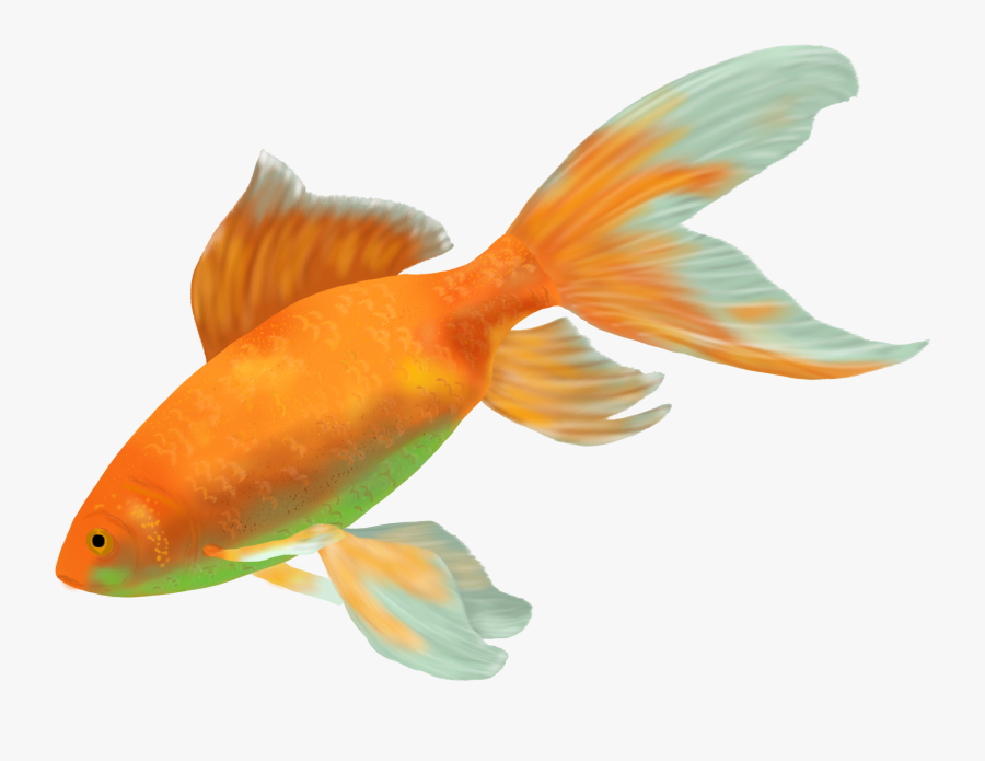 Gambar Ikan Hias Png, Transparent Clipart