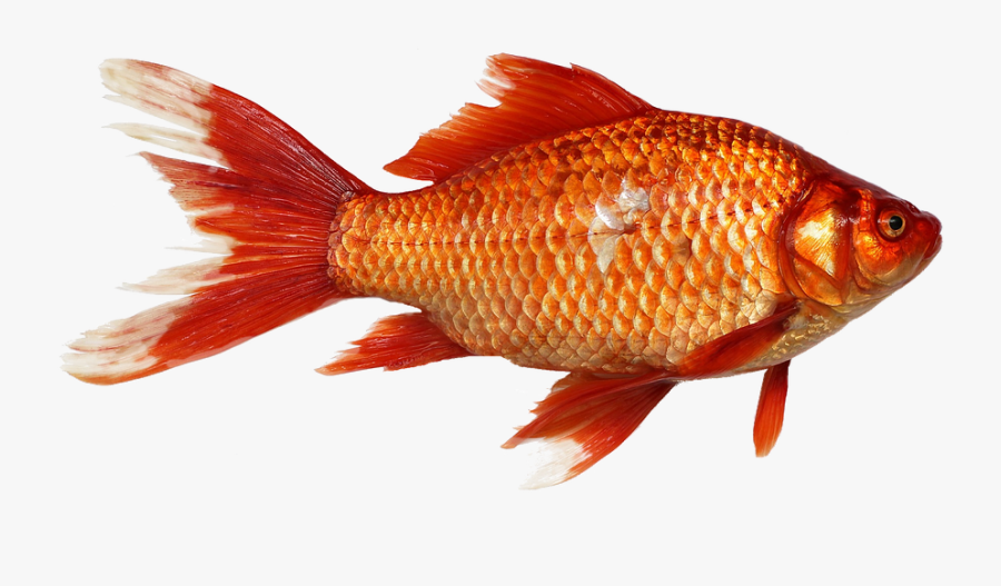 Cracker Clipart Golden Fish - Fish Png, Transparent Clipart