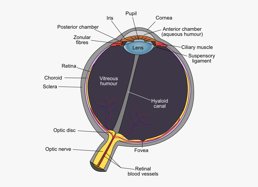 Eye Diagram Labeled - Eye Diagram Optic Disc, Transparent Clipart