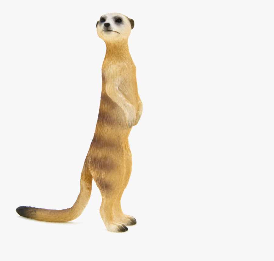 Meerkat, Transparent Clipart