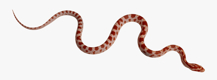 Download Snake Free Png Photo Images And Clipart - Snake Png, Transparent Clipart