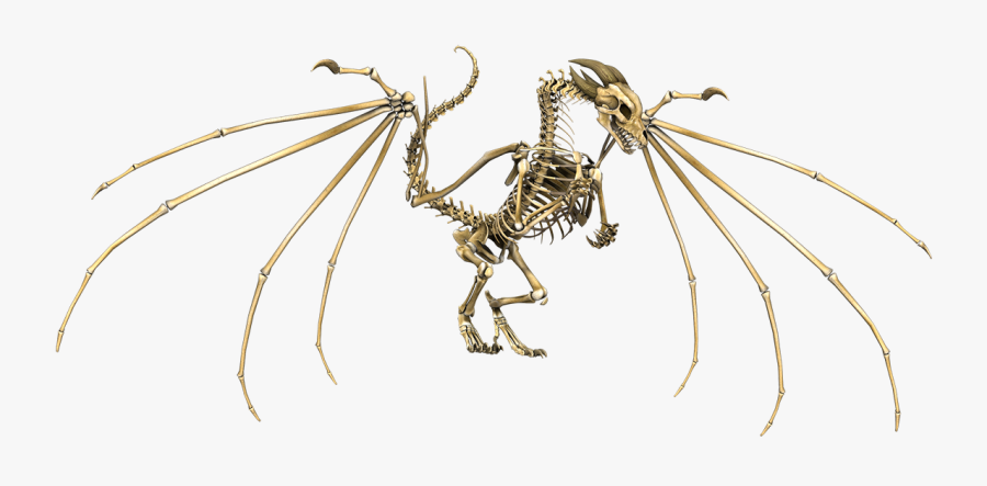 Dragon Skeleton - D&d Skeleton Dragon, Transparent Clipart