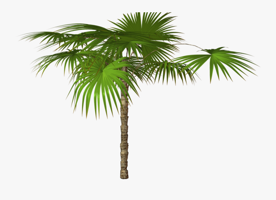 3 Vector Jungle Tree - High Resolution Png Images Free Download , Free