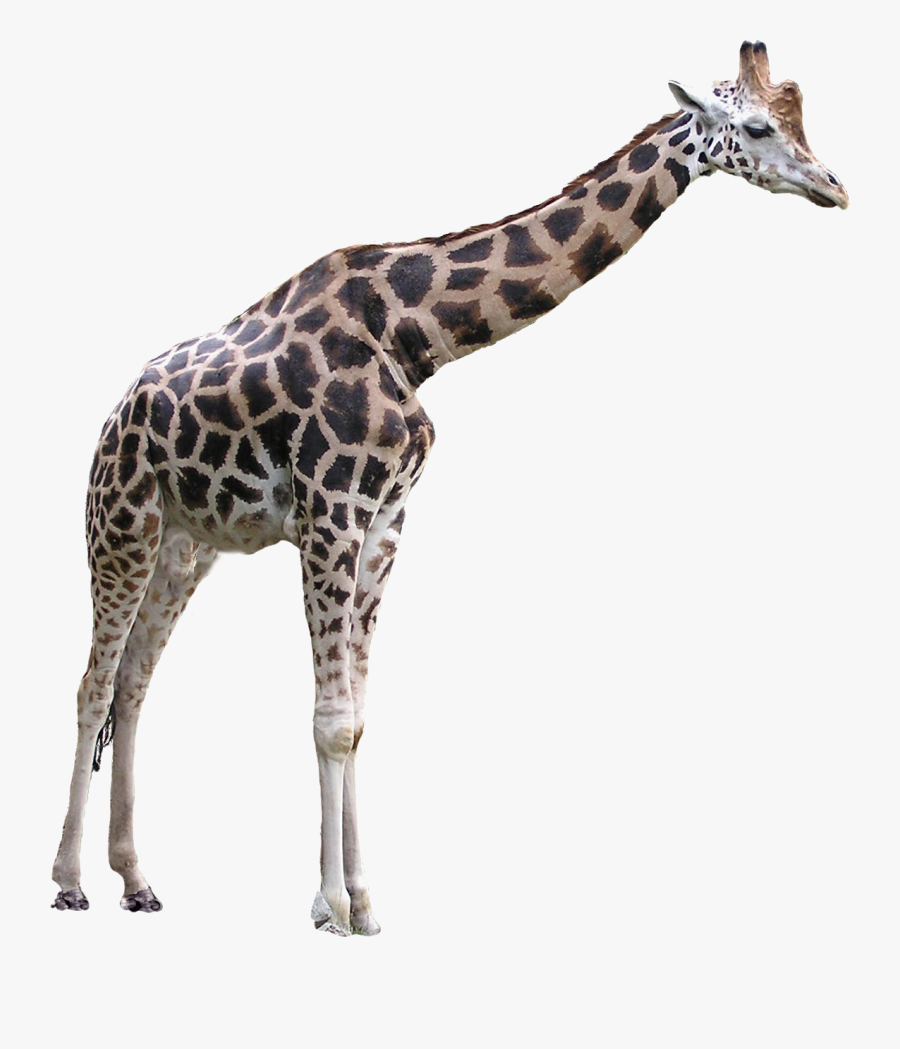 Grab And Download Giraffe Png Picture - Giraffe Transparent Background, Transparent Clipart