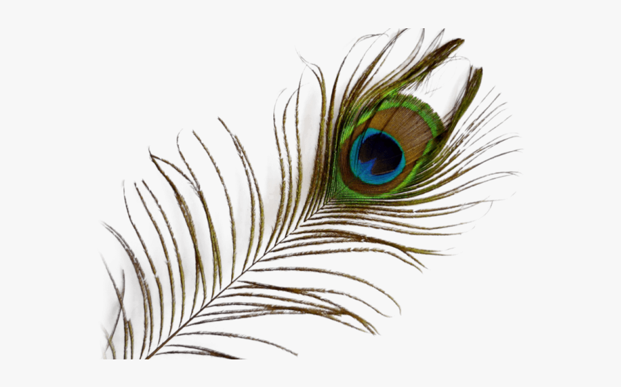 Feather Of Peacock Png, Transparent Clipart