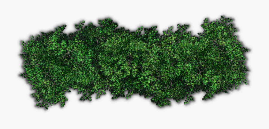 Shrub Tree Hedge Clip Art - Shrub Top View Png, Transparent Clipart
