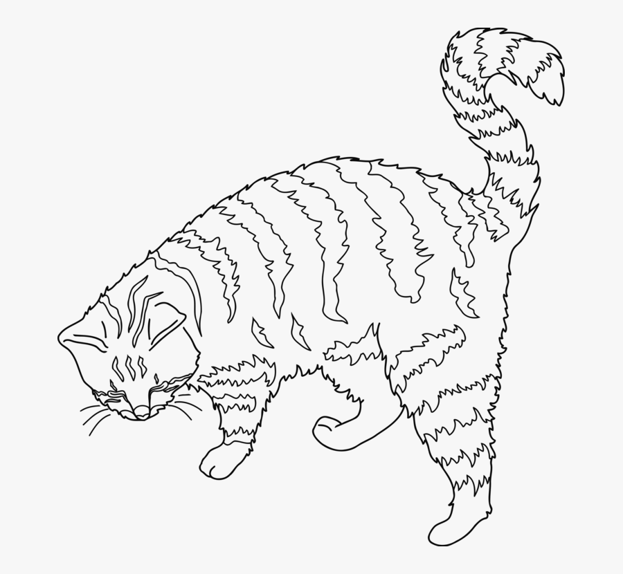 Wild Cat,carnivoran,dog Like Mammal - Persian Cat Outline Transparent, Transparent Clipart