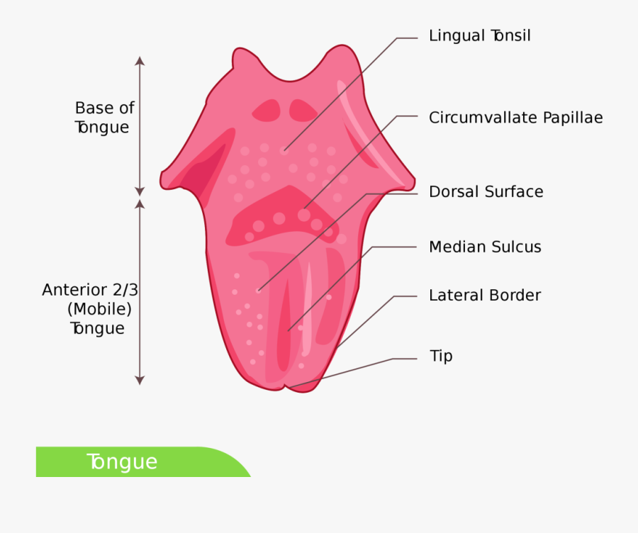 Tongue-facts - Tongue Diagram Simple, Transparent Clipart