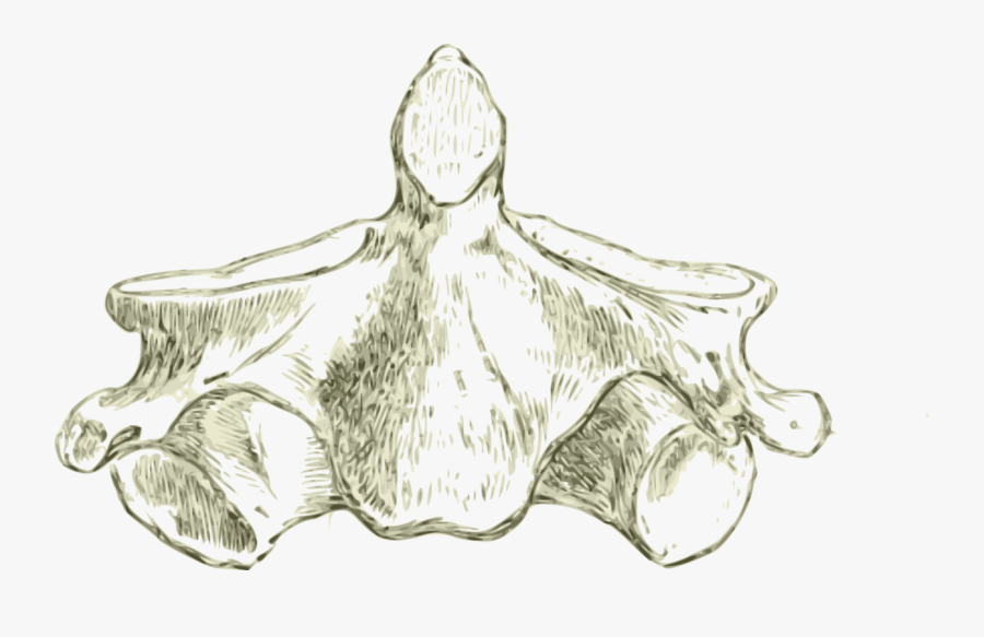 Fish,plant,figure Drawing - Vertebra En Hd, Transparent Clipart