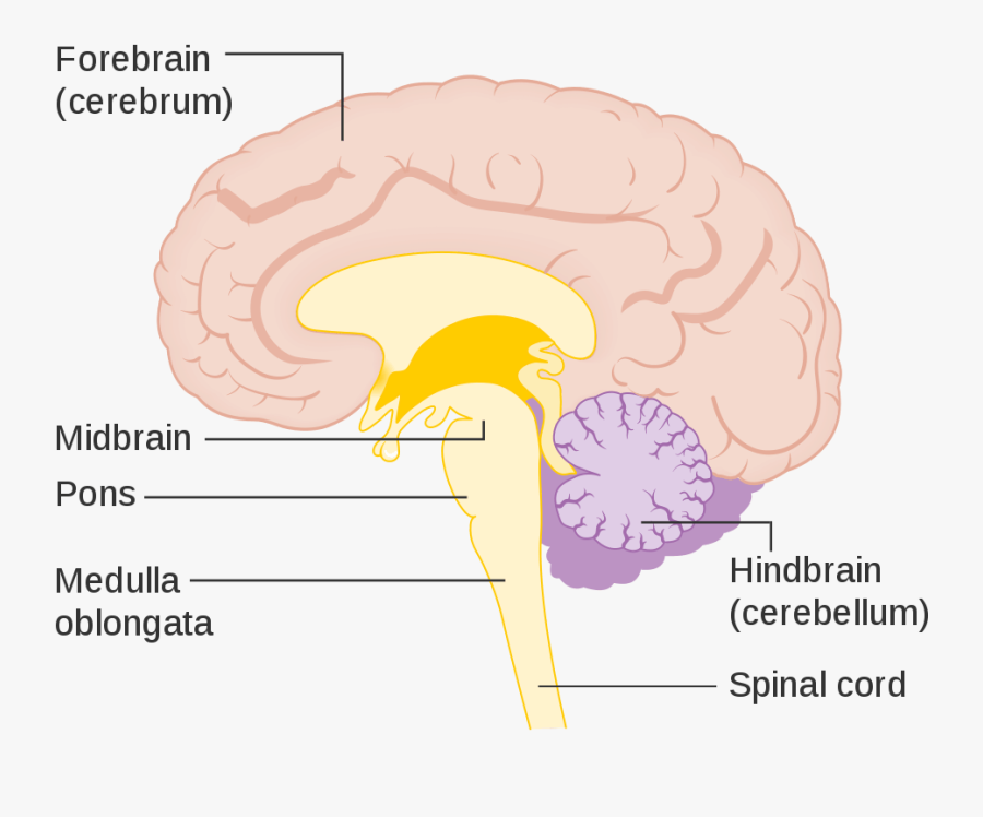 Brain Clipart Cerebrum - Human Brain, Transparent Clipart