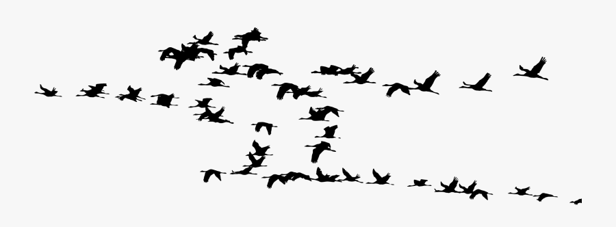 Wildlife,bird Migration,silhouette - Flock Of Cranes Silhouette, Transparent Clipart
