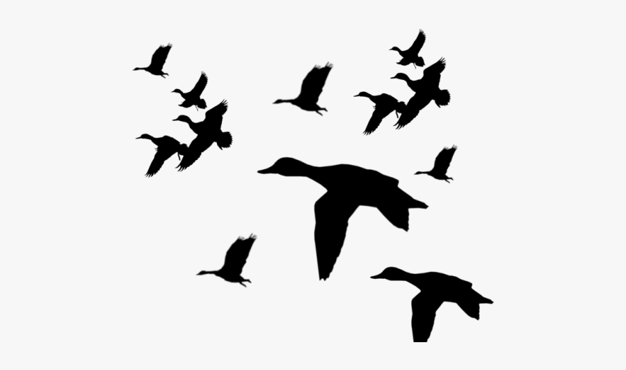 Flying Ducks Silhouette Png, Transparent Clipart
