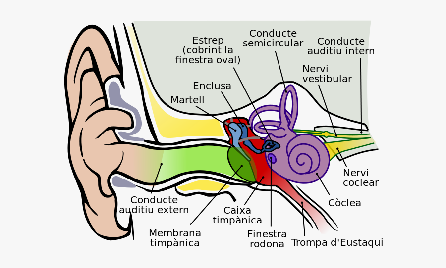 File Anatomy Of The - Cat Ear Anatomy, Transparent Clipart