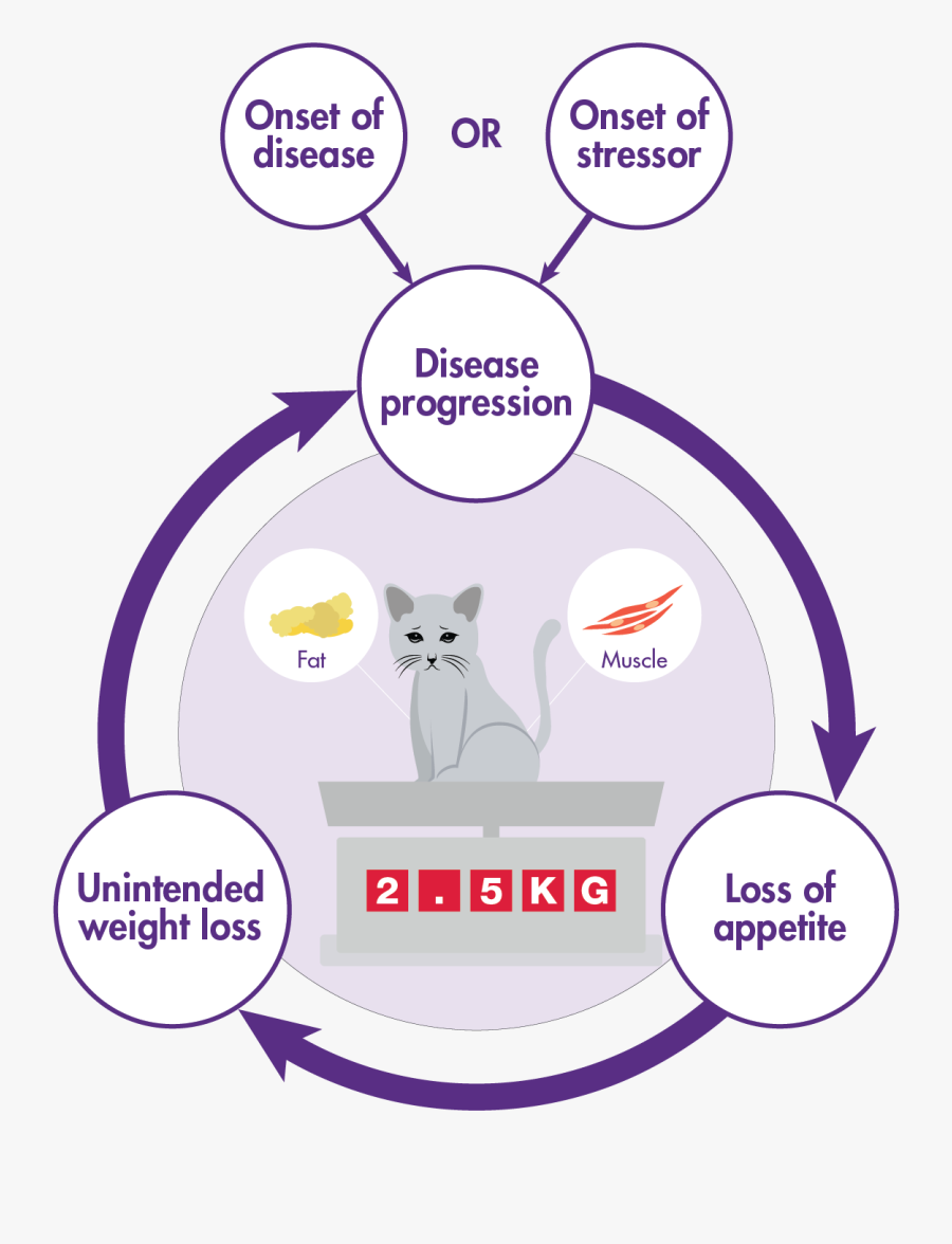 Disease Progression And Lack Of Appetite Cycle In Cats - Domestic Short-haired Cat, Transparent Clipart