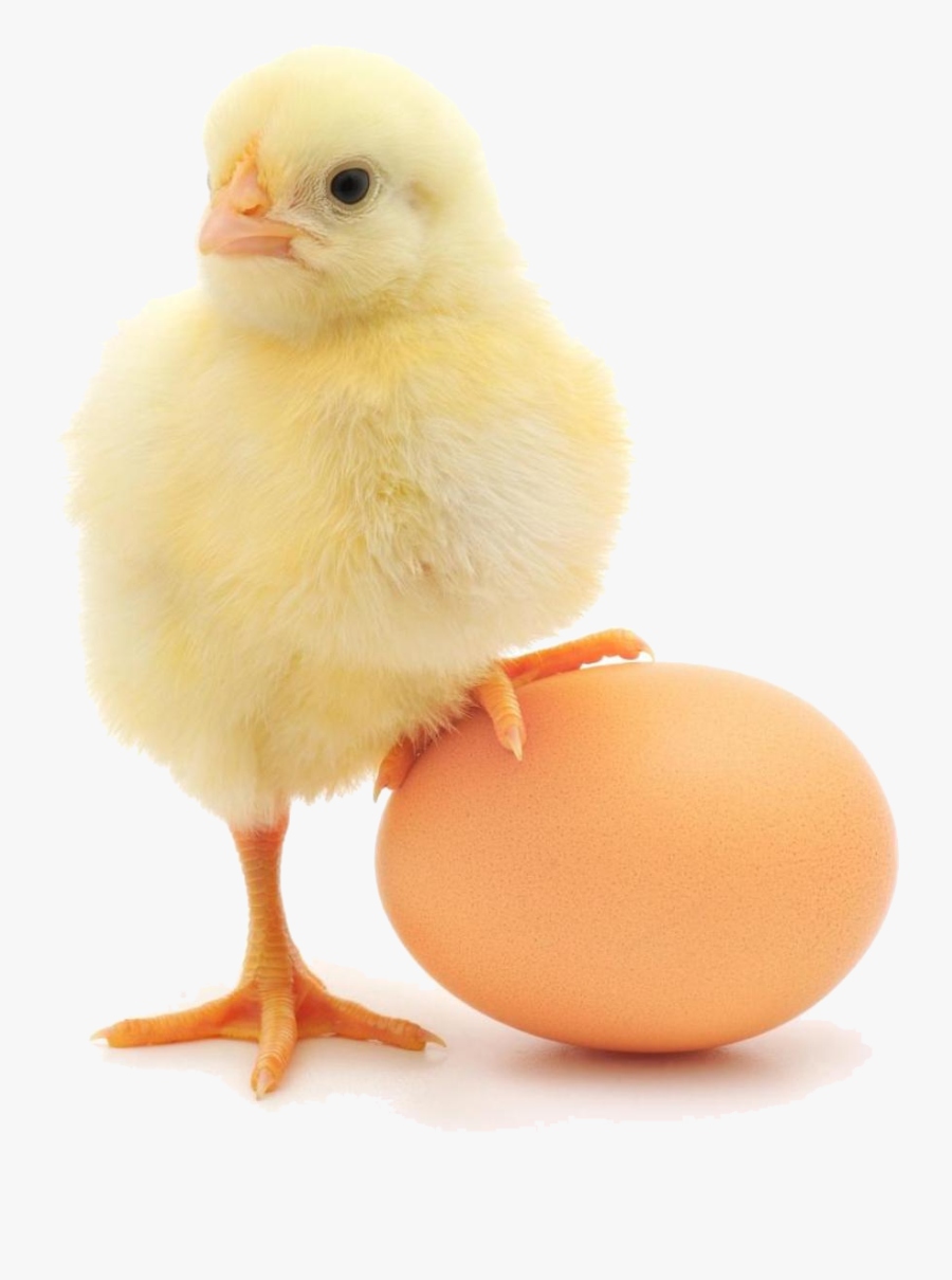 Galliformes - Chicken Standing On Egg, Transparent Clipart
