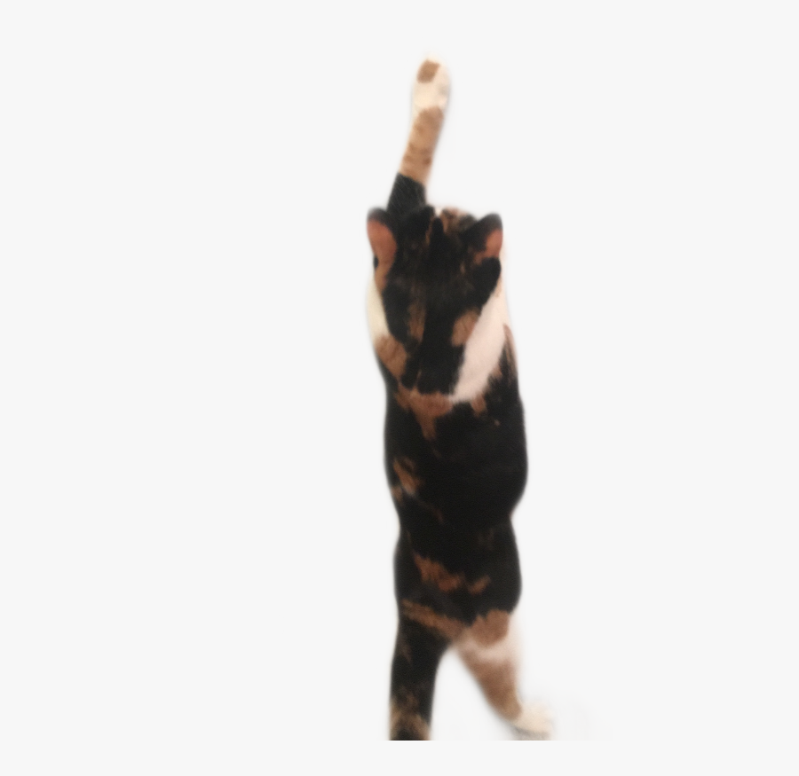 Cat Kitten Blackcat Calico Calicocat Freetoedit - Domestic Short-haired Cat, Transparent Clipart