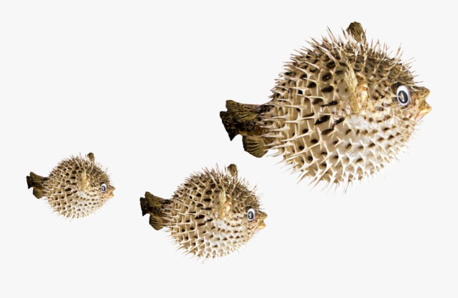 #puffer #fish #freetoedit - Fugu Background, Transparent Clipart