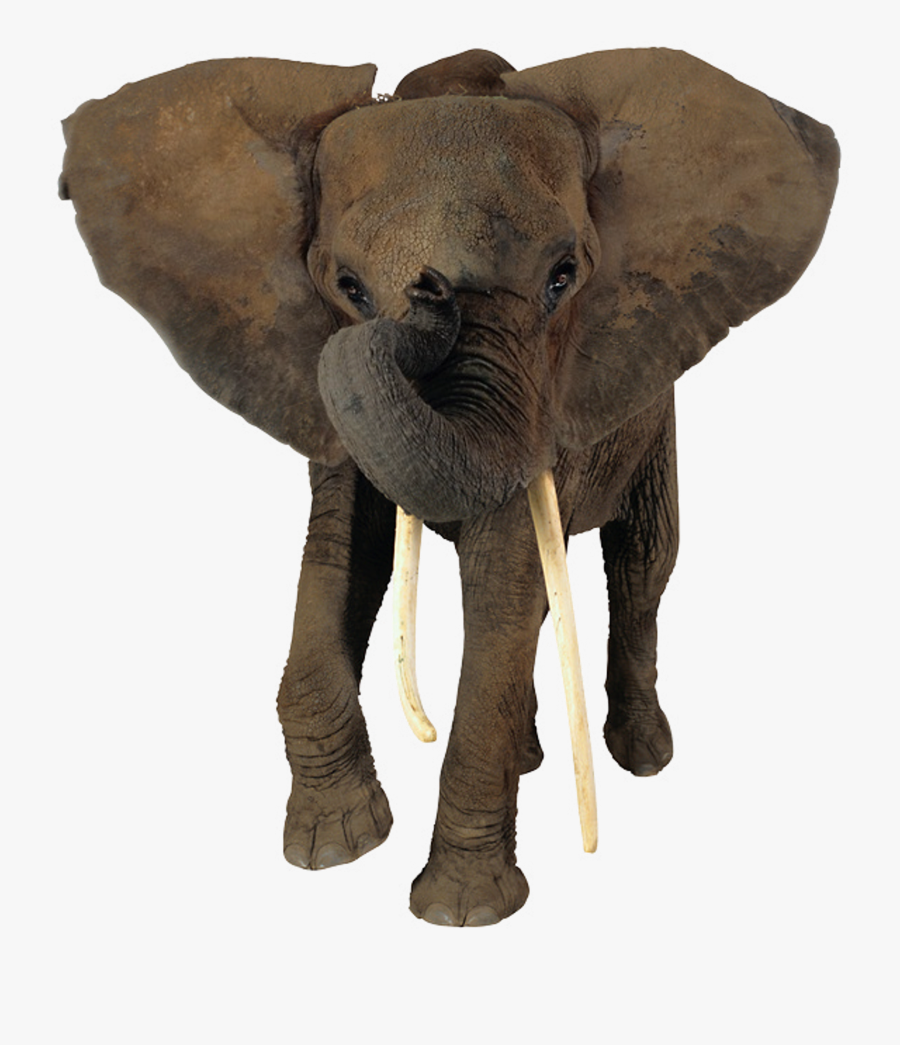 African Elephant Head Png - Elephants With No Background, Transparent Clipart