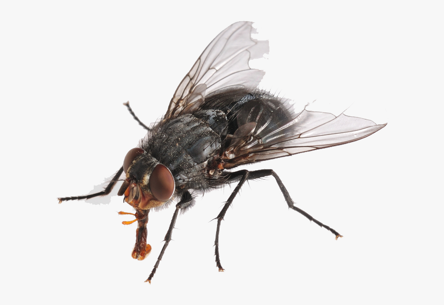 Flies Png Hd - Fly Png , Free Transparent Clipart - ClipartKey