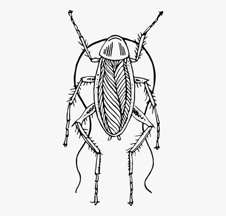 Cockroach Clipart Black And White Png, Transparent Clipart