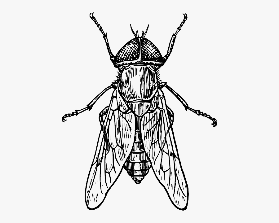 Beetle Line Drawing, Transparent Clipart