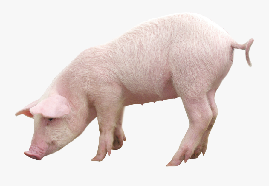 Domestic Pig Clip Art - Pigs Png, Transparent Clipart