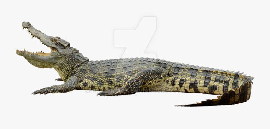 Transparent Crocodile Clipart - Nile Crocodiles Full Body, Transparent Clipart