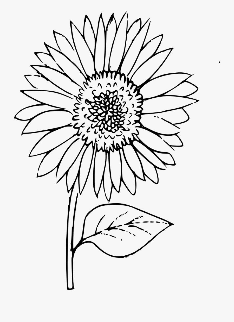 Outline Sunflower Coloring Plant Free Picture - Outline ...
