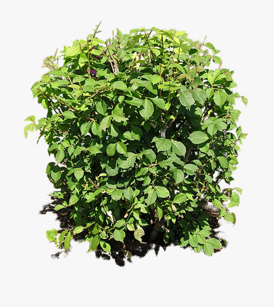 Bush Plant Png Image - Bushes From Above Png, Transparent Clipart