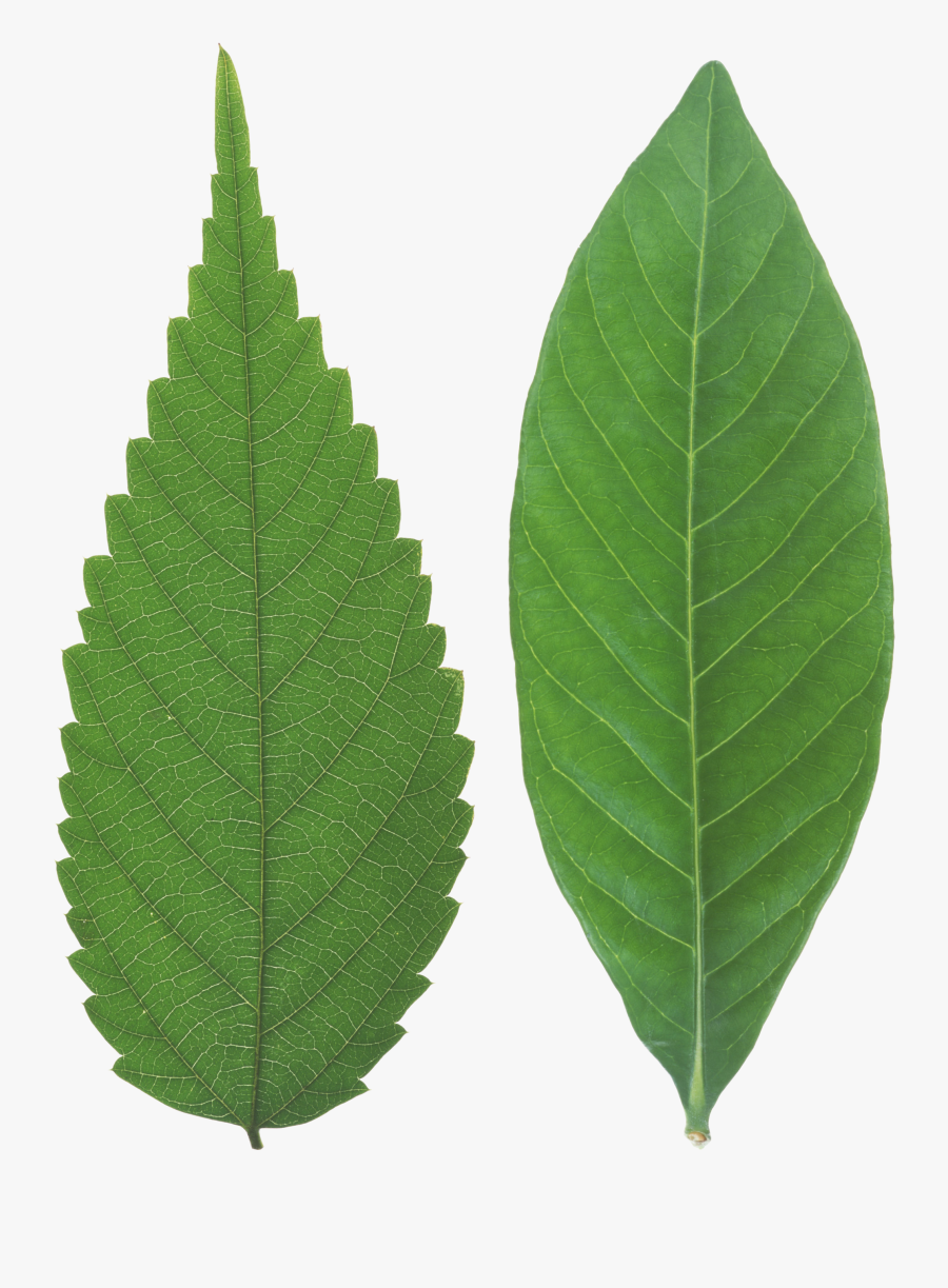 Images Leaves - Leaf Png, Transparent Clipart
