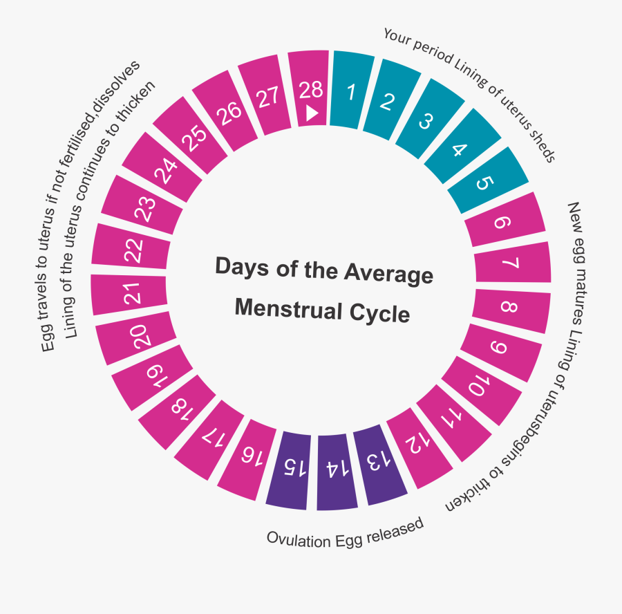 Clip Art Ovulating Chart Accurate Ovulation Calculator Free 