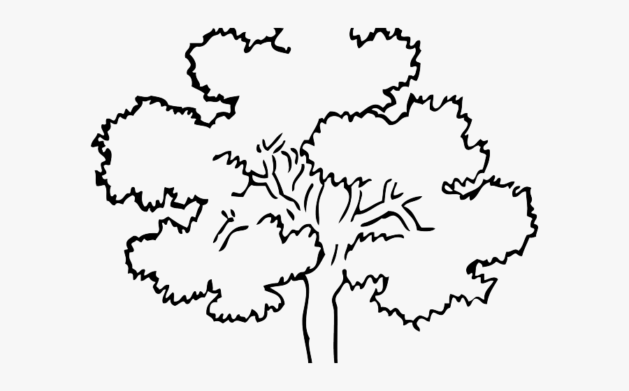 Outline Pictures Of Tree , Free Transparent Clipart - ClipartKey