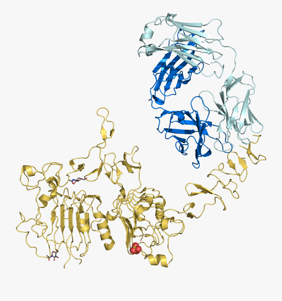 Trastuzumab Fab-her2 Complex 1n8z - Trastuzumab Structure, Transparent Clipart