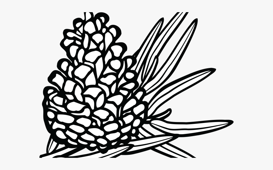 Pine Cone Clipart Drawn - Conifer Clipart Black And White, Transparent Clipart