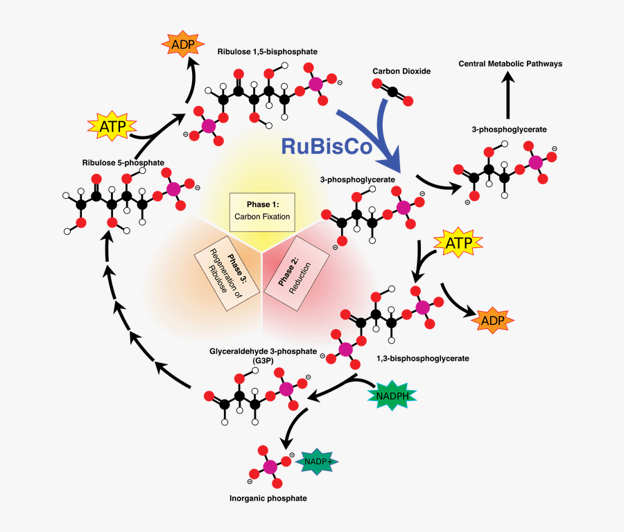 Calvin Cycle Diagram, Transparent Clipart