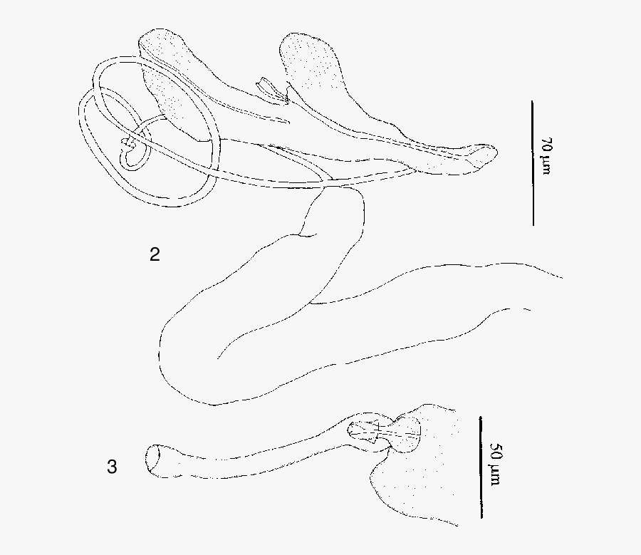 Anoplodiscus Longivaginatus Sp - Drawing, Transparent Clipart