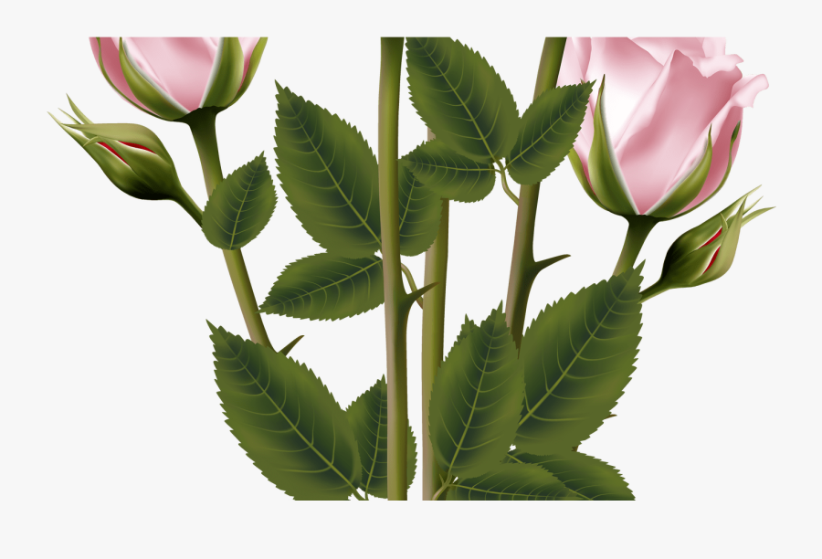 White And Pink Rose Bouquet Transparent Png Clip Art - Pink Rose Bouquet Illustration, Transparent Clipart