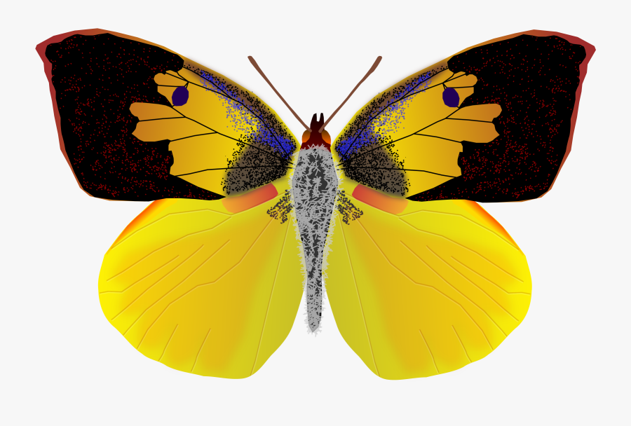 Dogface Butterfly - California State Dog Face Butterfly, Transparent Clipart