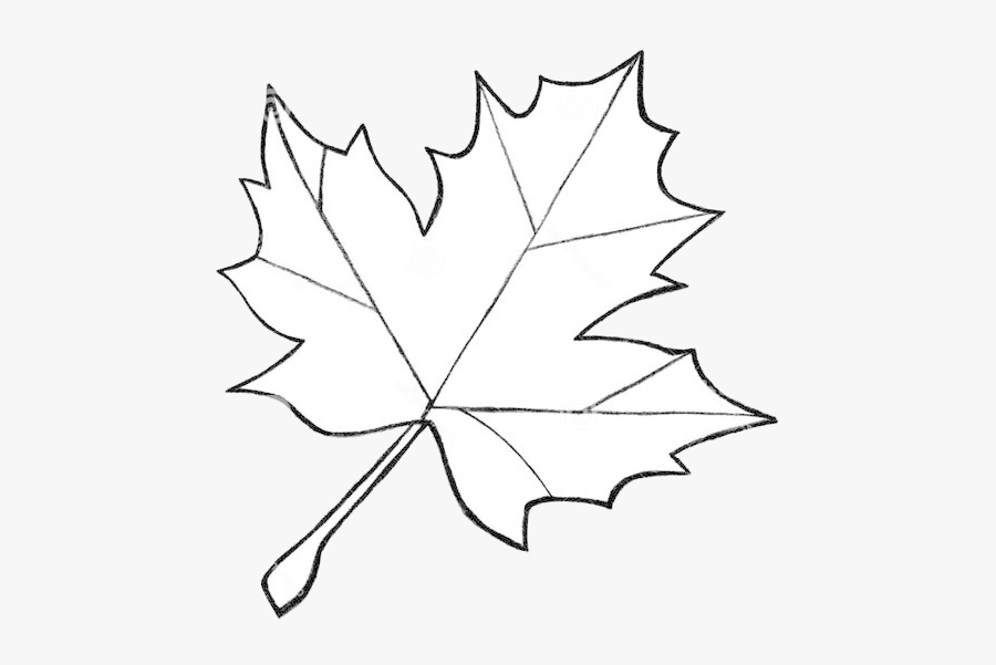 Leaf Outline Clipart Royalty Free Differnt Sizes Rr - Fall Leaf Drawing Easy, Transparent Clipart