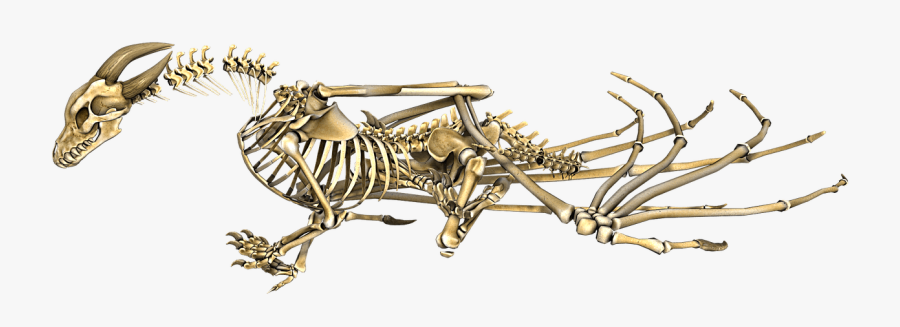 Dragon Skeleton Transparent Background - Transparent Dragon Bones, Transparent Clipart