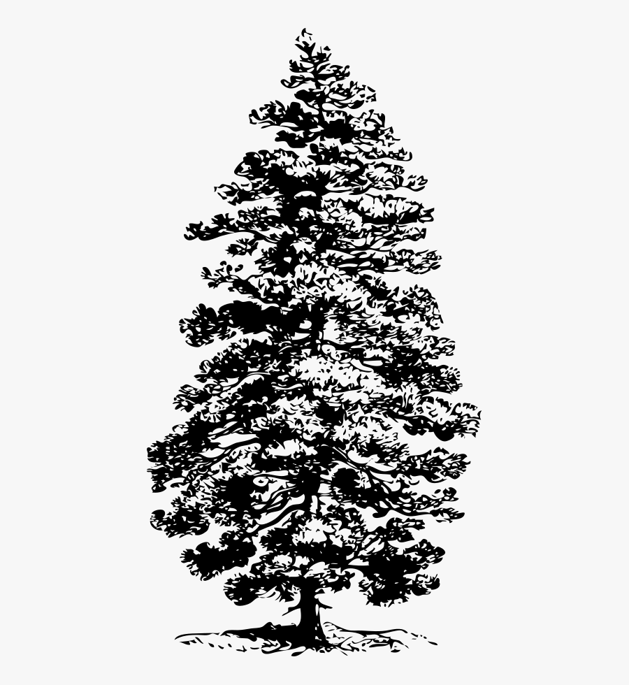 Ponderosa Pine Tree Clip Art - Fir Tree Clipart Black And White, Transparent Clipart