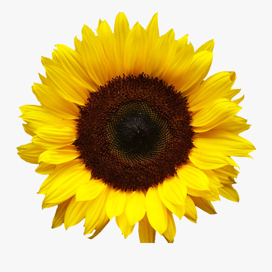 Clip Art Pics Of Sunflowers - Color Realistic Sunflower Drawing , Free